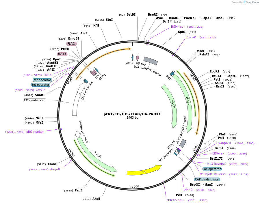 38086-plasmid-map-sequence-id-438861