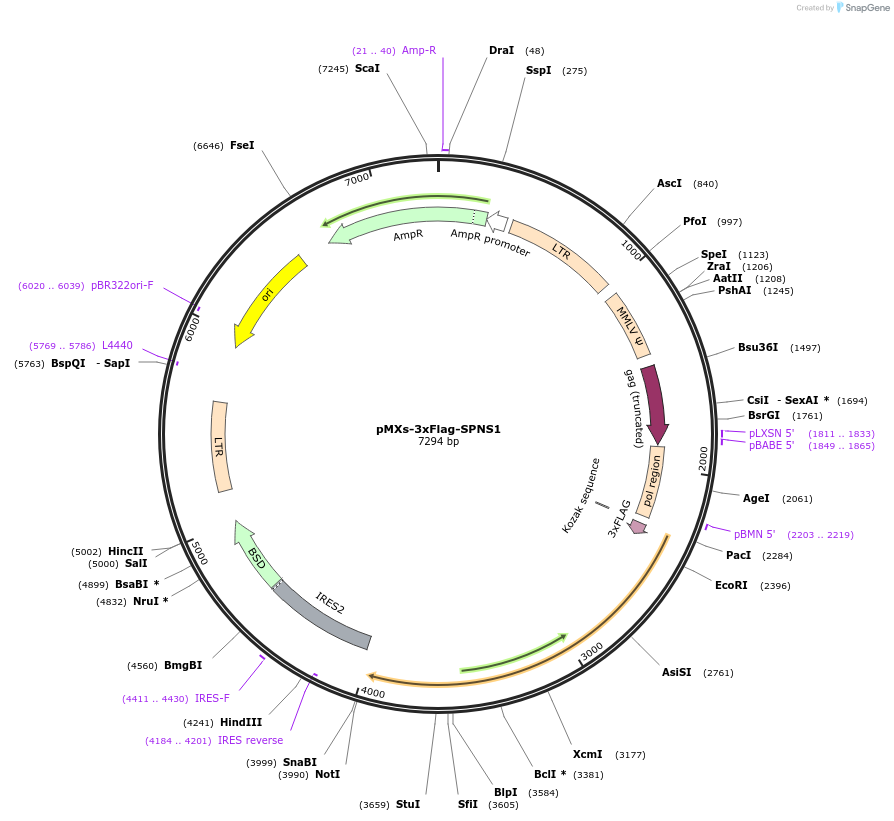 198568-plasmid-map-sequence-id-438872