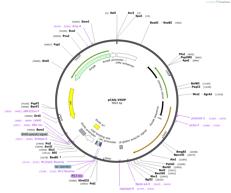 64088-plasmid-map-sequence-id-438903