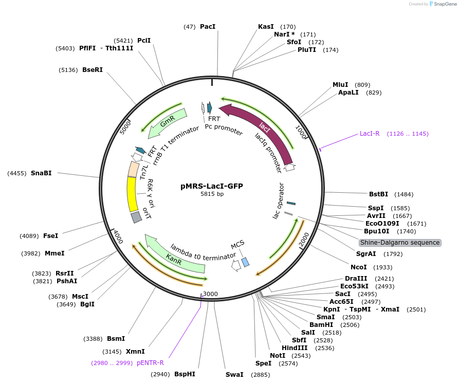 220198-plasmid-map-sequence-id-438907