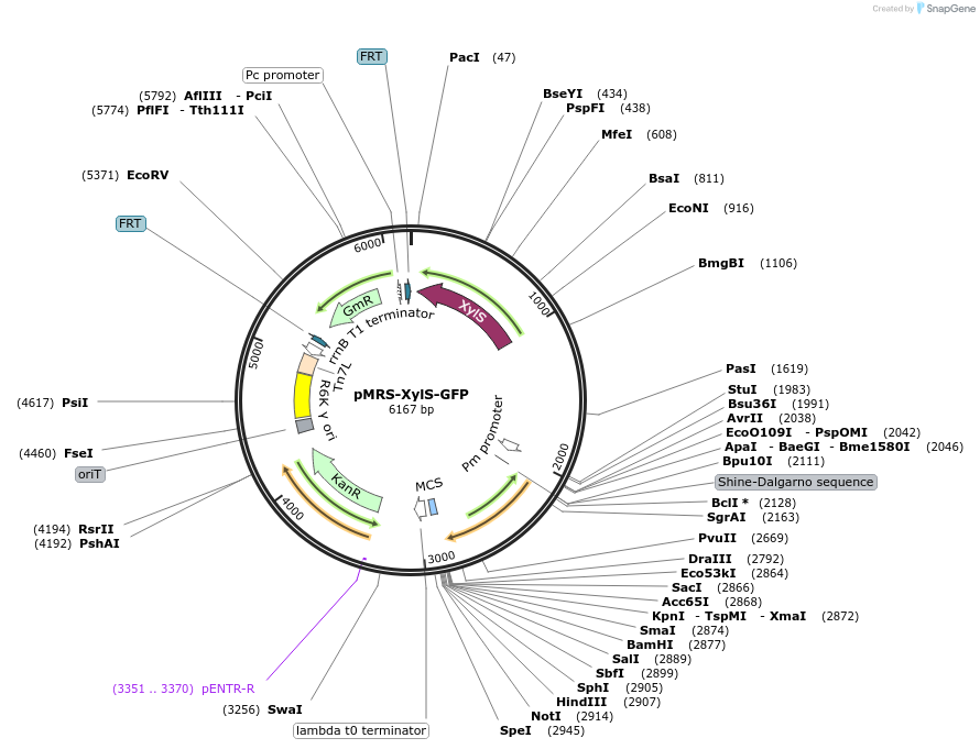 220200-plasmid-map-sequence-id-438908