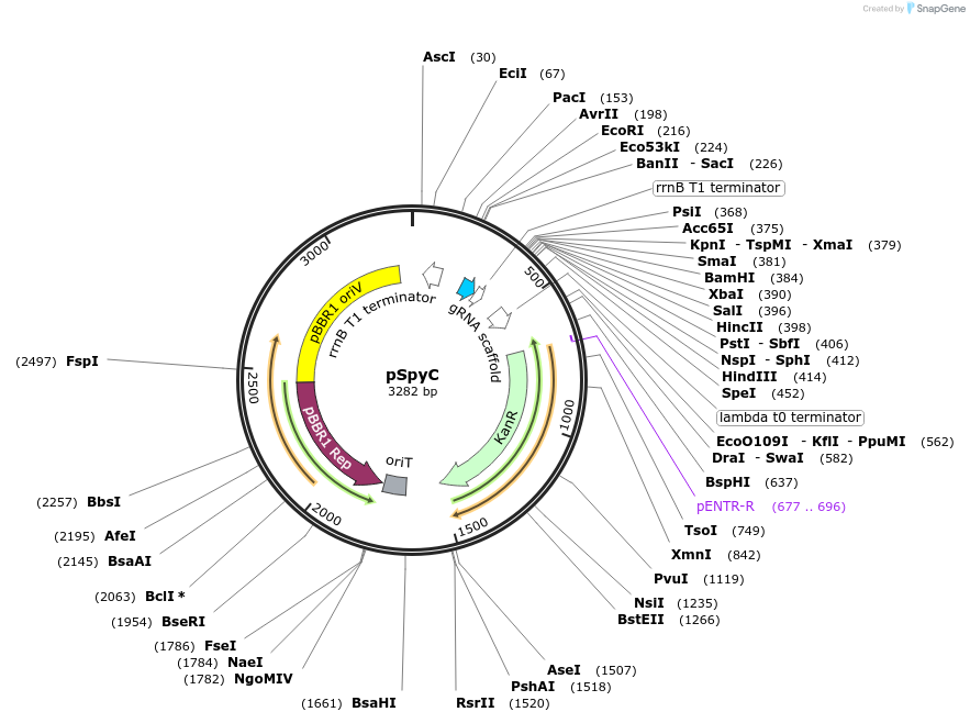 220187-plasmid-map-sequence-id-438911