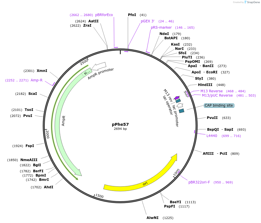 211568-plasmid-map-sequence-id-438920