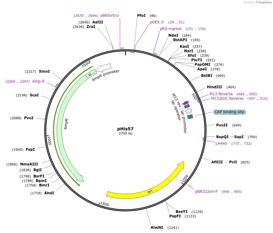 211562-plasmid-map-sequence-id-438922