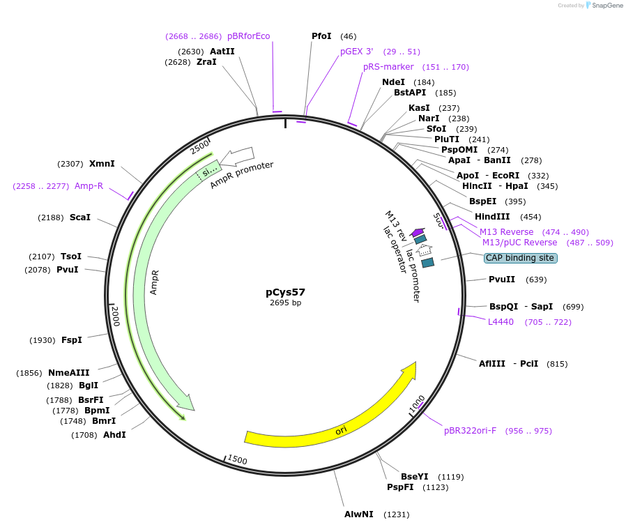 211558-plasmid-map-sequence-id-438923