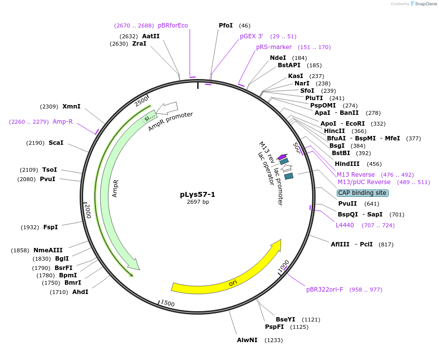 211564-plasmid-map-sequence-id-438925