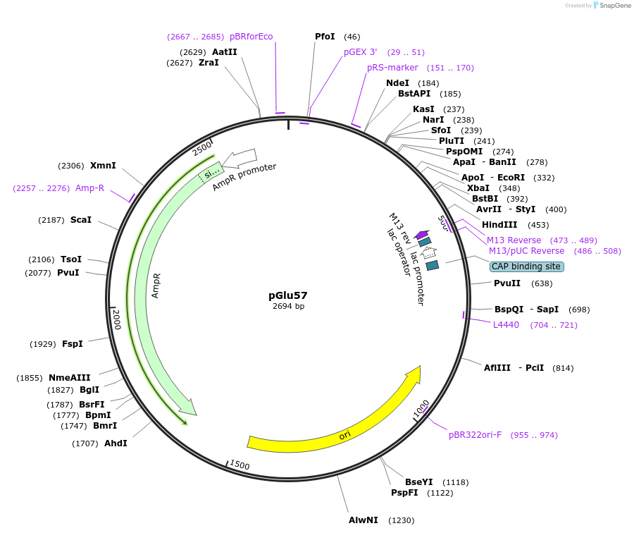 211560-plasmid-map-sequence-id-438928