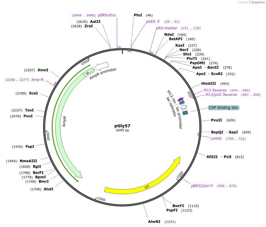 211561-plasmid-map-sequence-id-438930