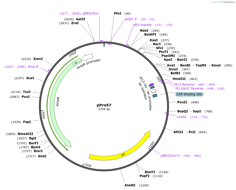 211569-plasmid-map-sequence-id-438933