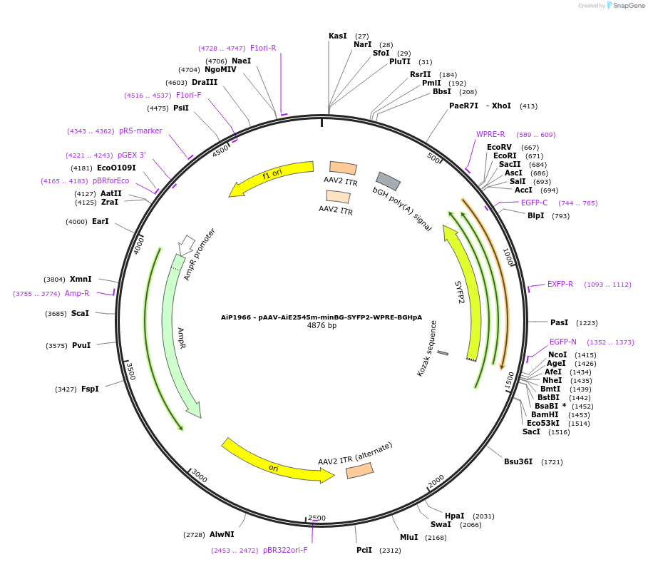 214596-plasmid-map-sequence-id-438939