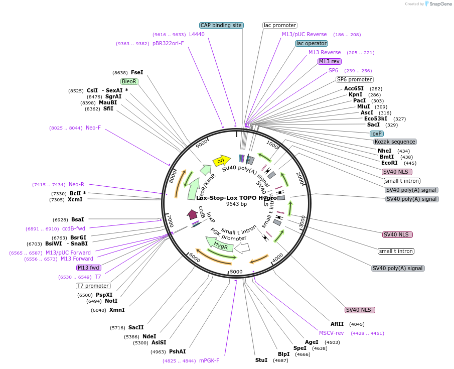 35688-plasmid-map-sequence-id-43895