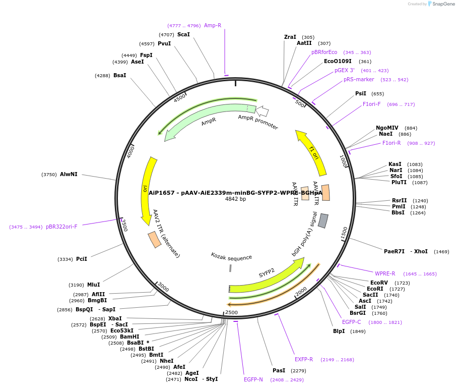 214508-plasmid-map-sequence-id-438953