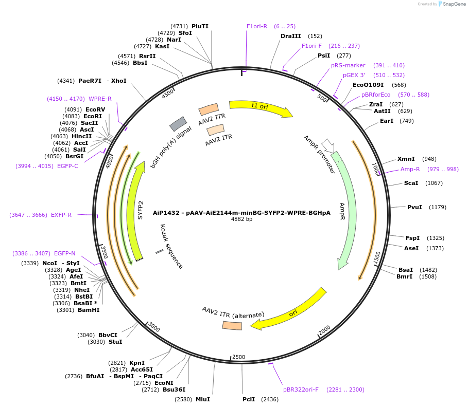 214498-plasmid-map-sequence-id-438954