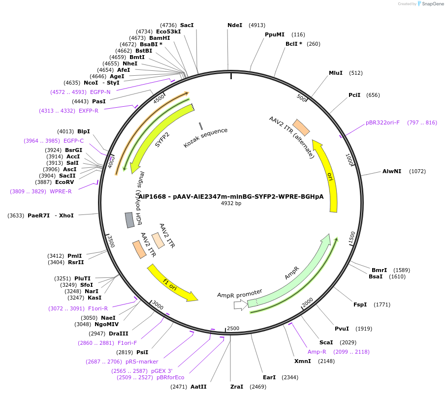 214513-plasmid-map-sequence-id-438962