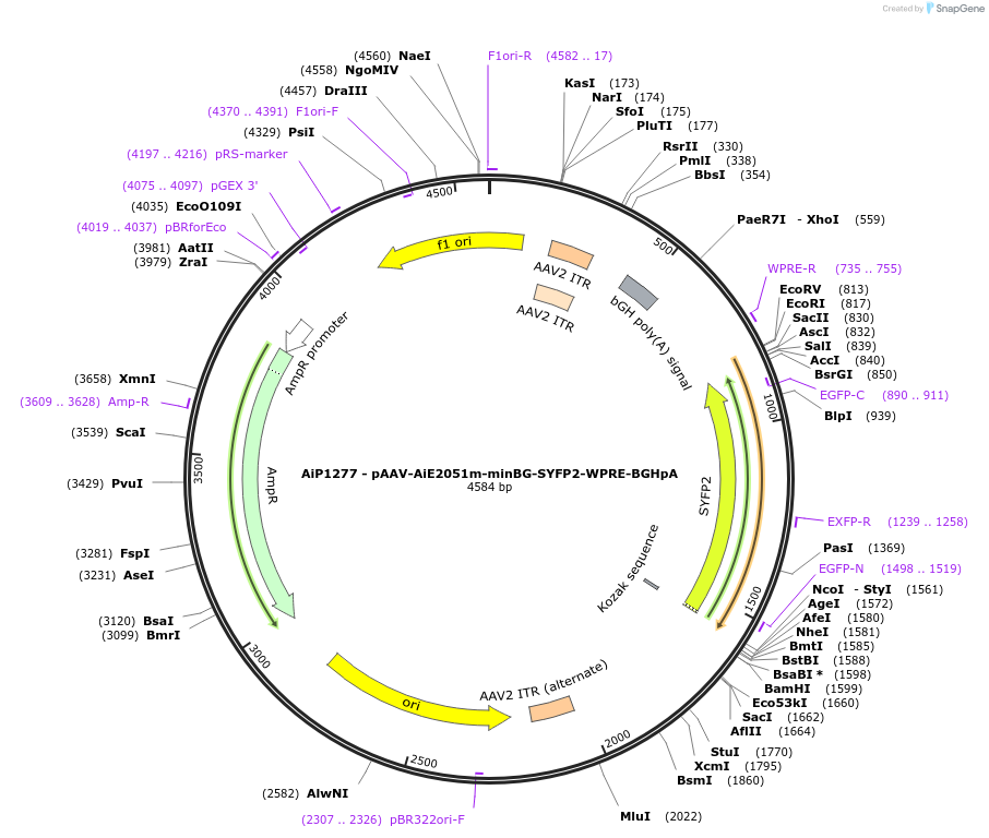 214479-plasmid-map-sequence-id-438963