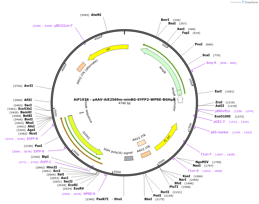 214600-plasmid-map-sequence-id-438965