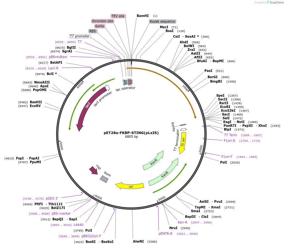 221333-plasmid-map-sequence-id-438971