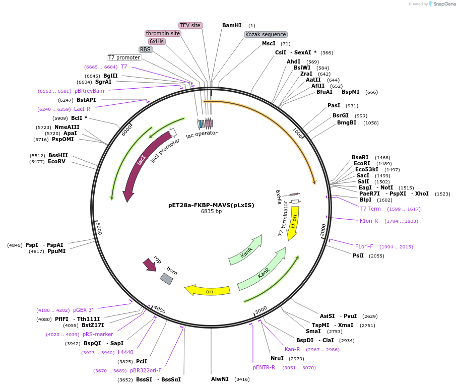 221335-plasmid-map-sequence-id-438973