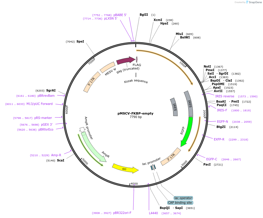 221239-plasmid-map-sequence-id-438978