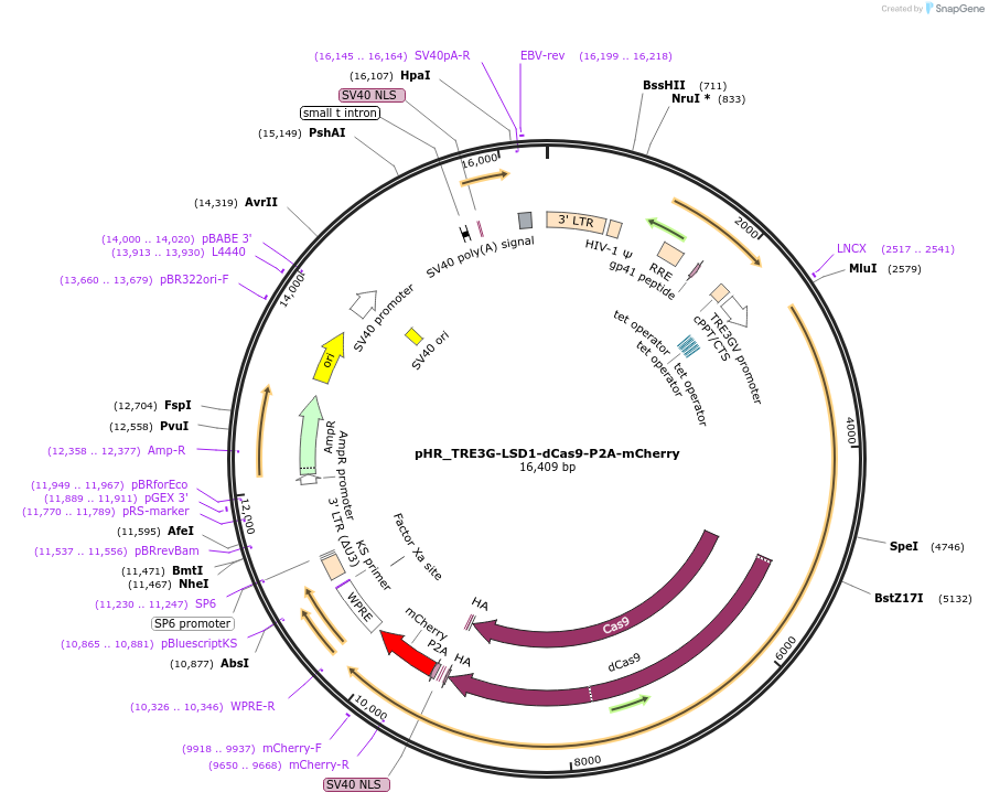 138462-plasmid-map-sequence-id-438981