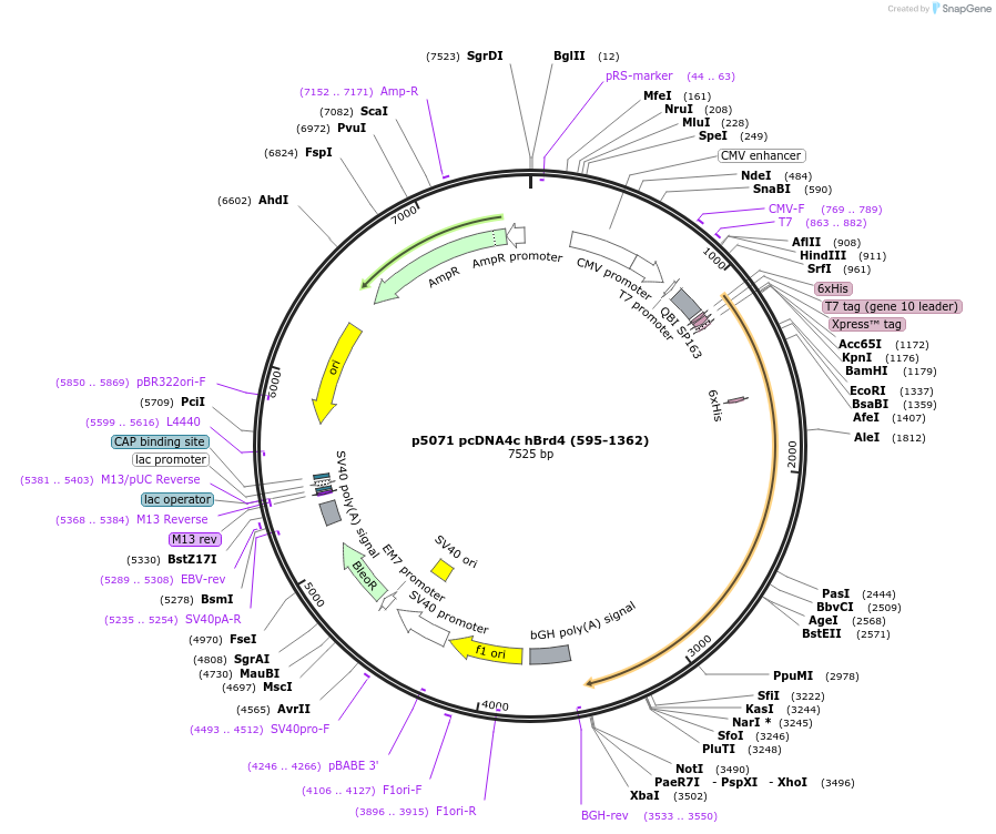 14450-plasmid-map-sequence-id-438996