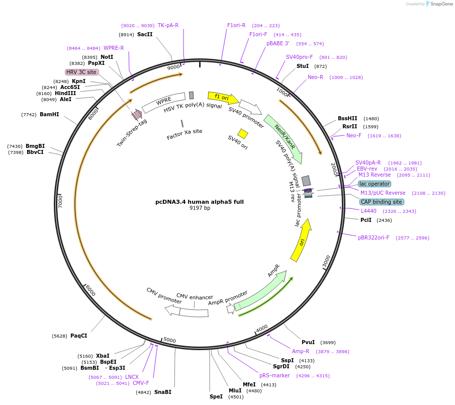 221396-plasmid-map-sequence-id-439010