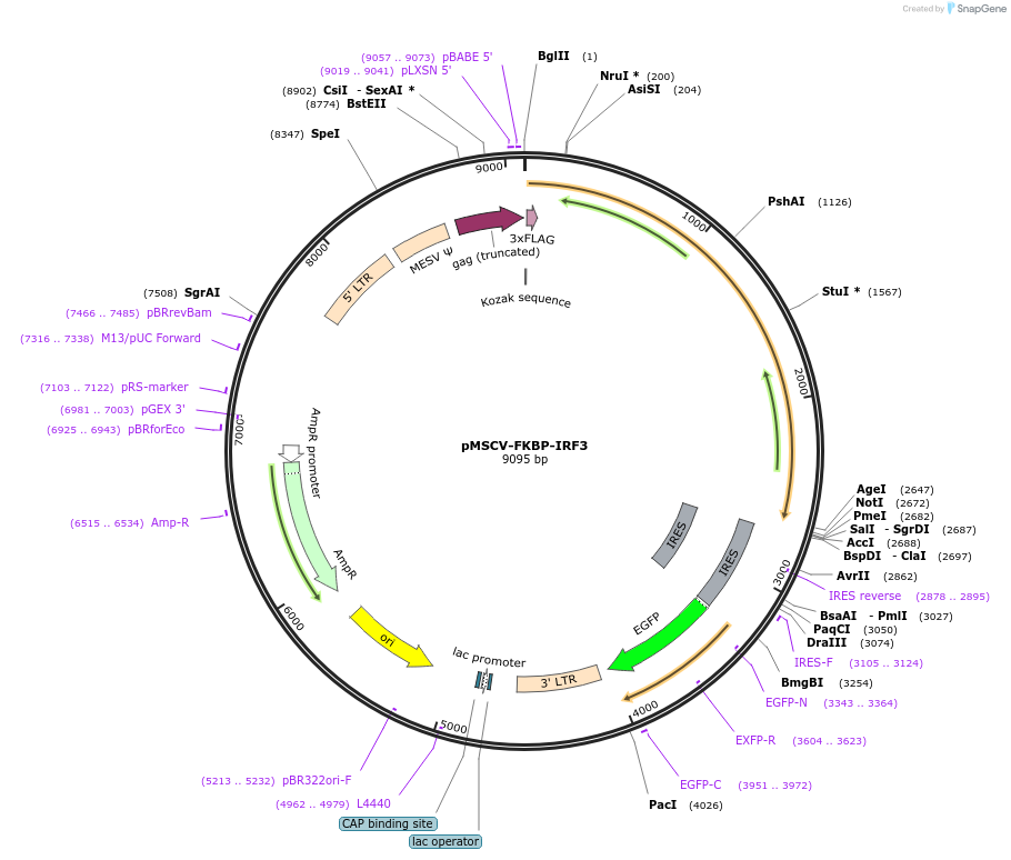 221260-plasmid-map-sequence-id-439016