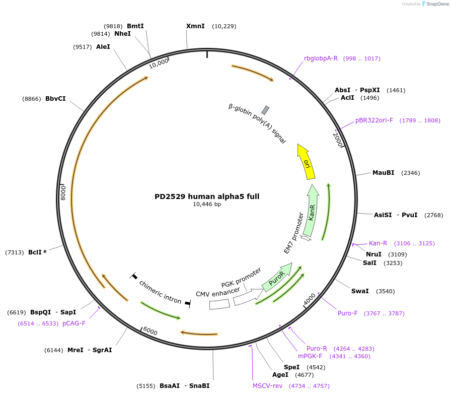 221395-plasmid-map-sequence-id-439020