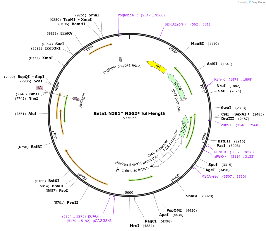 221407-plasmid-map-sequence-id-439024