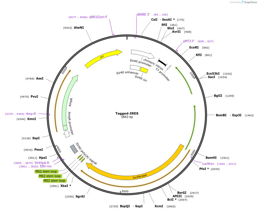 35570-plasmid-map-sequence-id-43905
