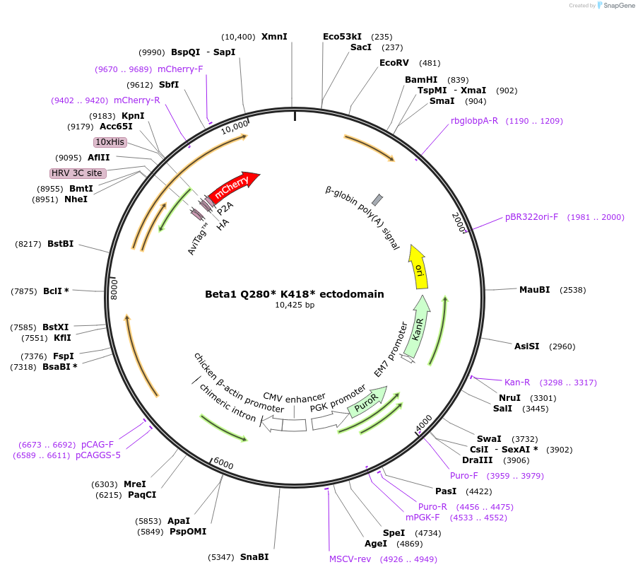 221399-plasmid-map-sequence-id-439050