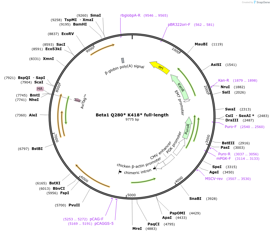 221406-plasmid-map-sequence-id-439055