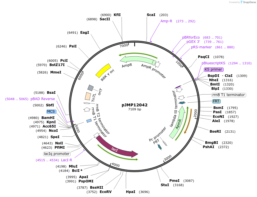 222354-plasmid-map-sequence-id-439060