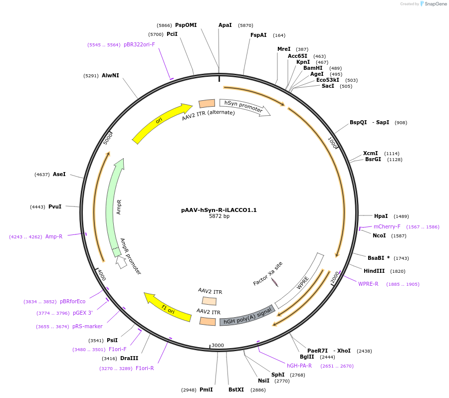 208100-plasmid-map-sequence-id-439061
