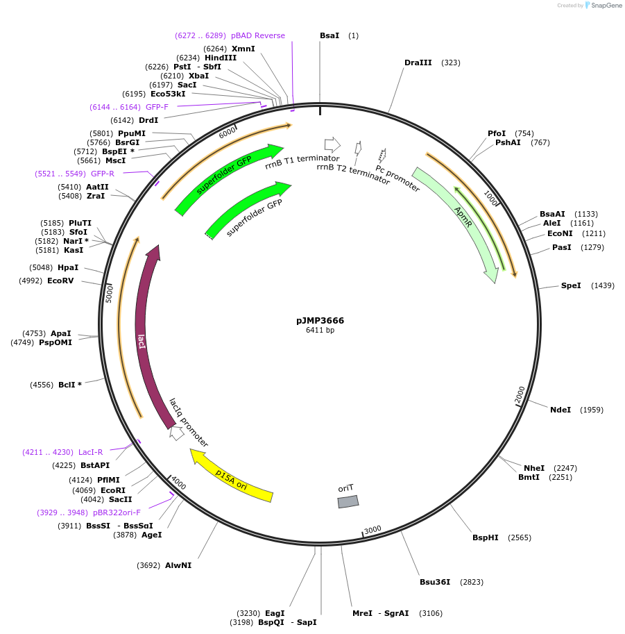 222352-plasmid-map-sequence-id-439071