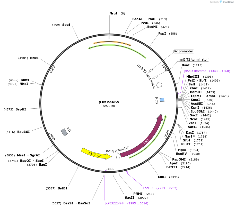 222351-plasmid-map-sequence-id-439073