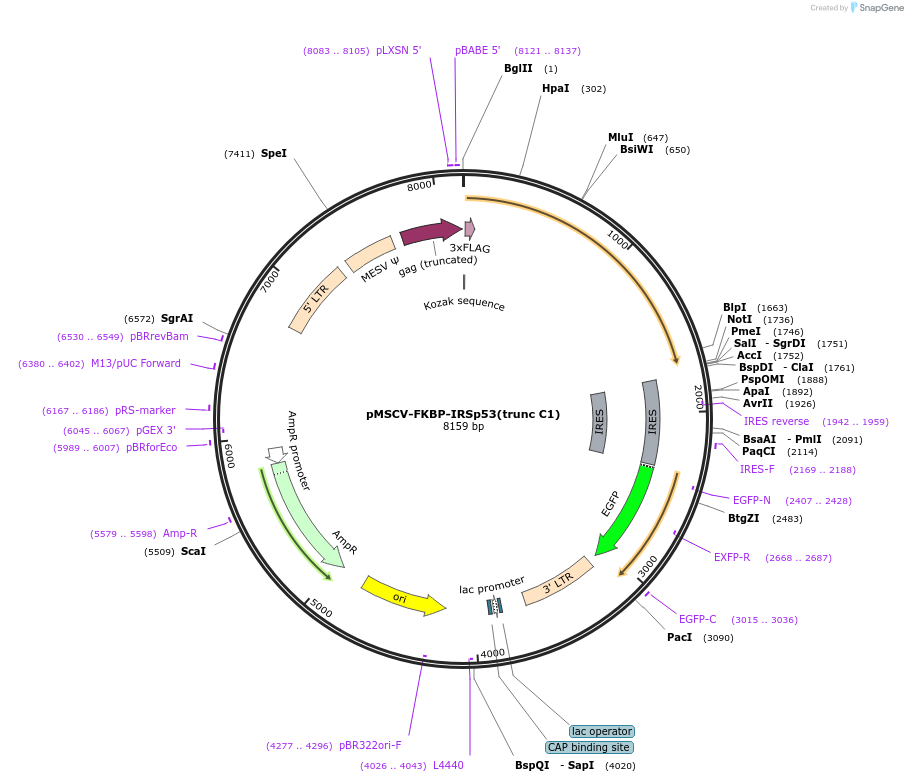 221273-plasmid-map-sequence-id-439075