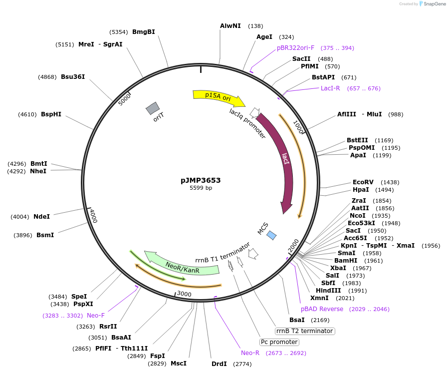 222348-plasmid-map-sequence-id-439082