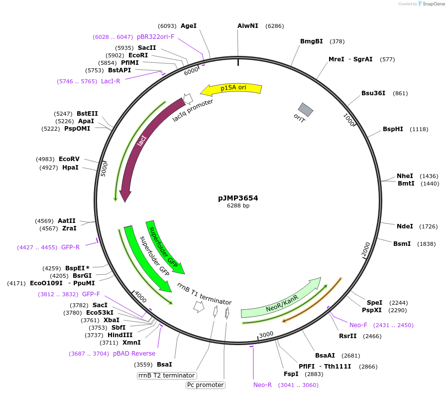 222349-plasmid-map-sequence-id-439084