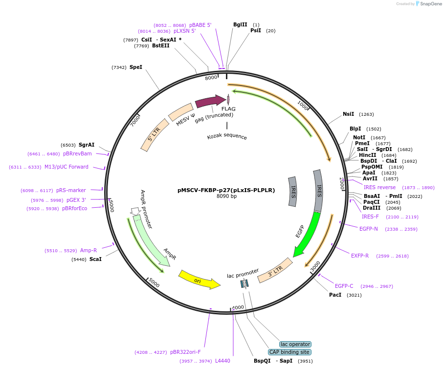 221286-plasmid-map-sequence-id-439087