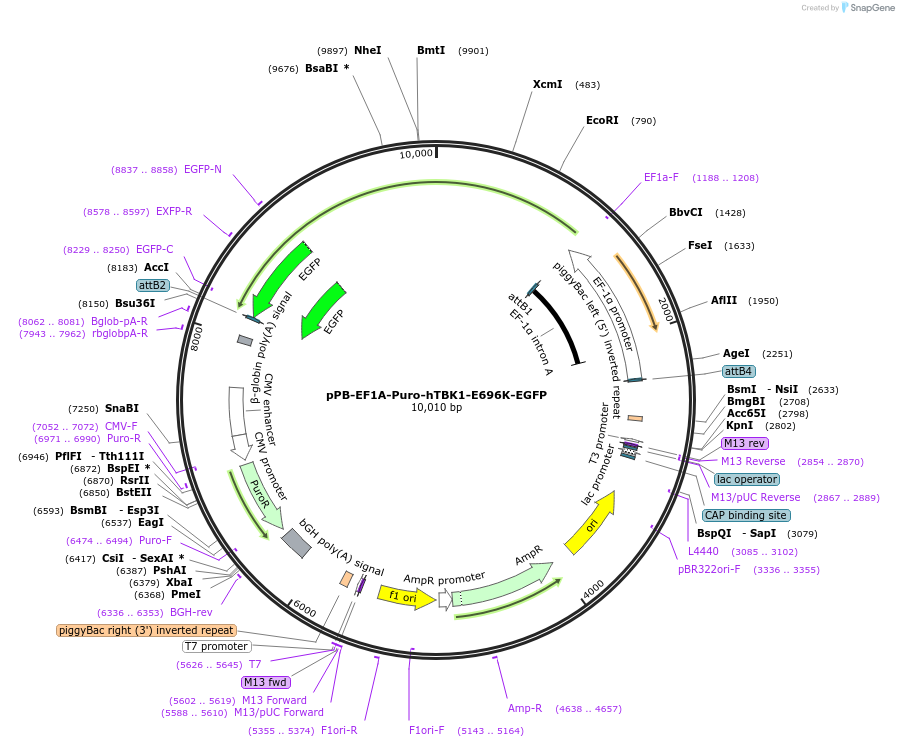 221554-plasmid-map-sequence-id-439111