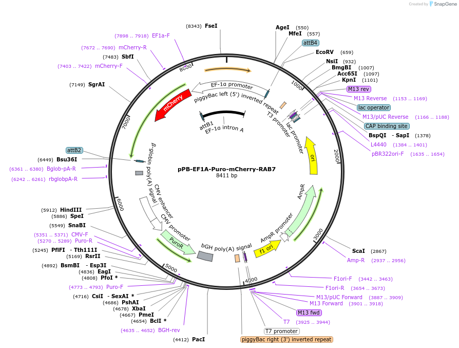 221555-plasmid-map-sequence-id-439113