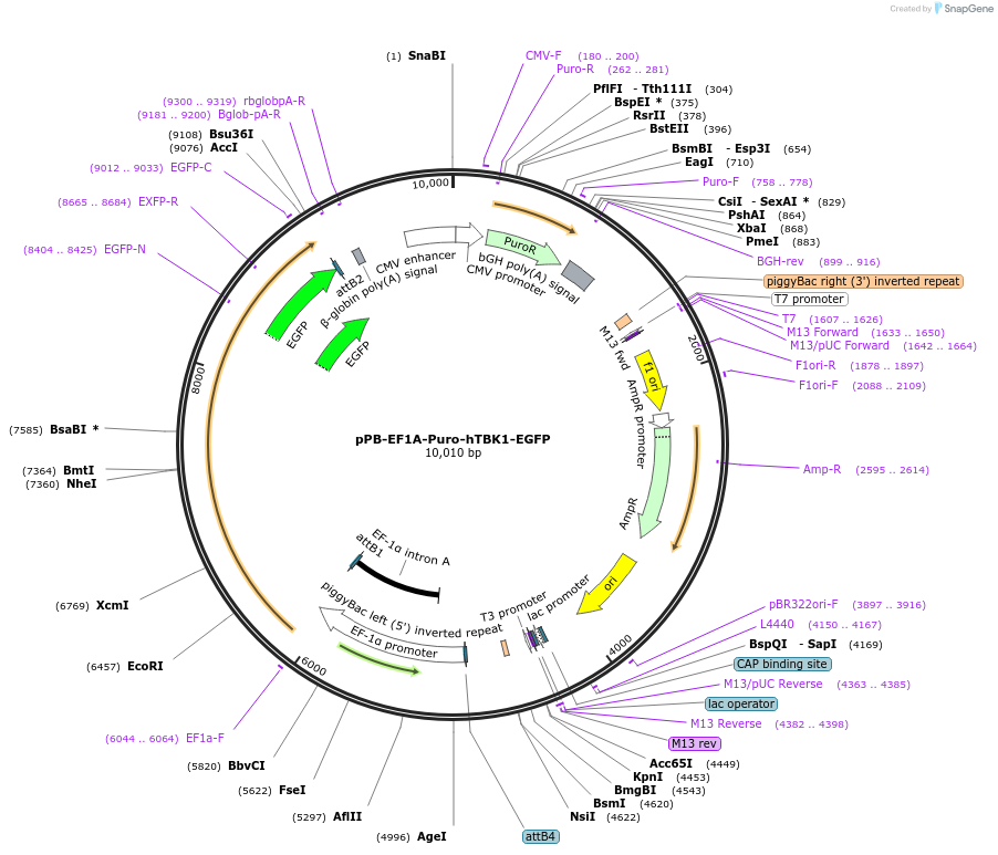 221553-plasmid-map-sequence-id-439114