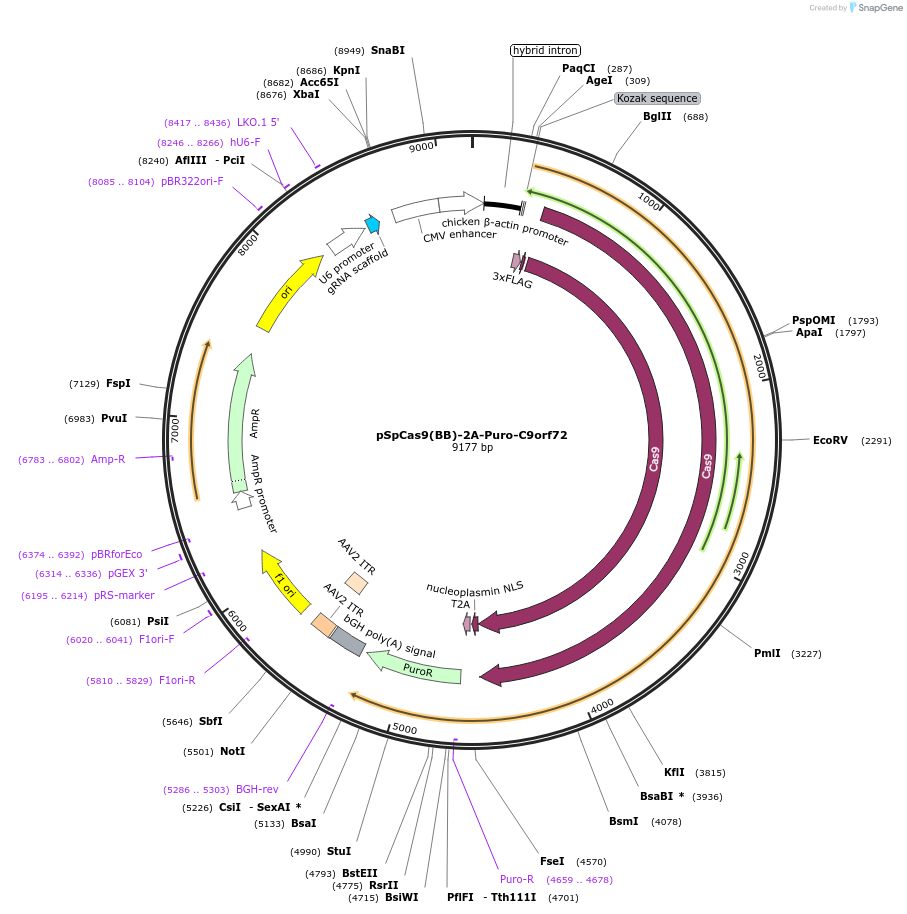83439-plasmid-map-sequence-id-439115
