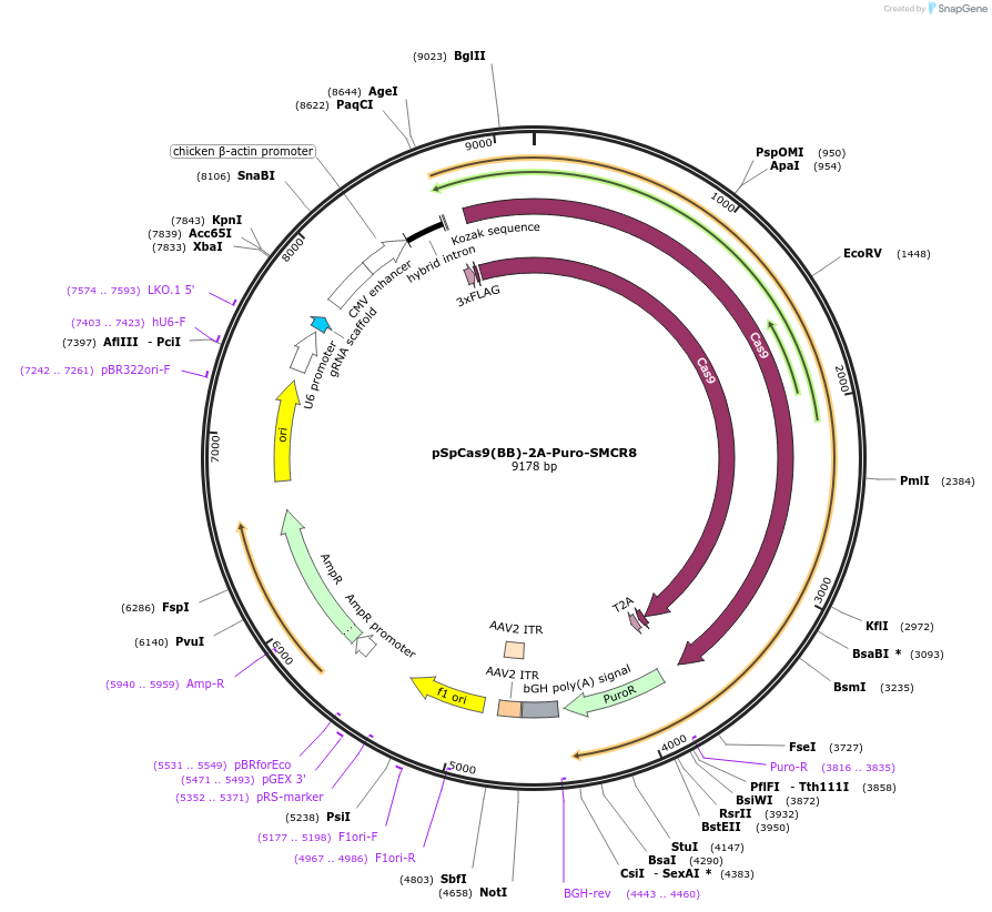 83440-plasmid-map-sequence-id-439116