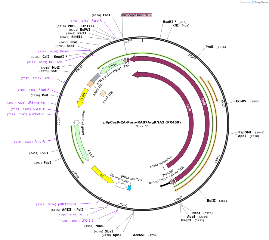 221552-plasmid-map-sequence-id-439117