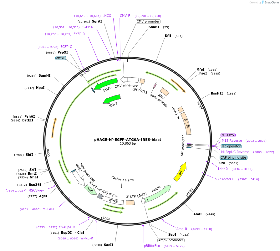222518-plasmid-map-sequence-id-439121