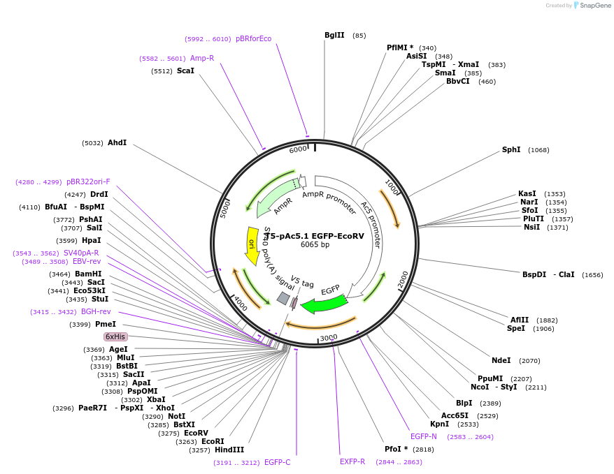 206481-plasmid-map-sequence-id-439133