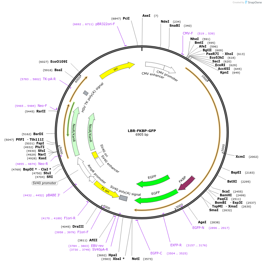 222413-plasmid-map-sequence-id-439134