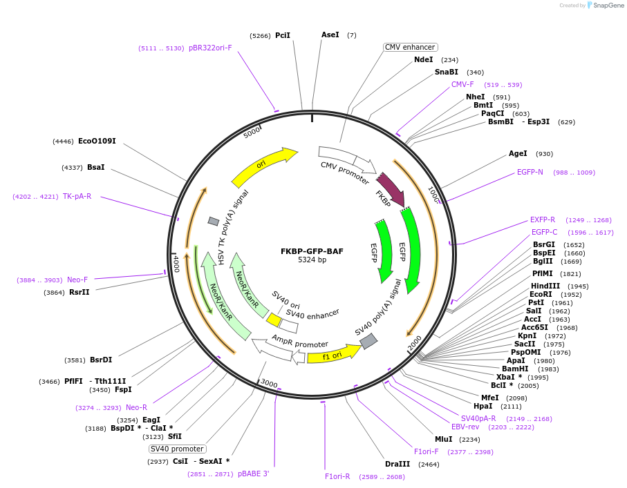 222414-plasmid-map-sequence-id-439135